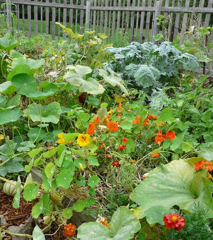 Jardin Potager